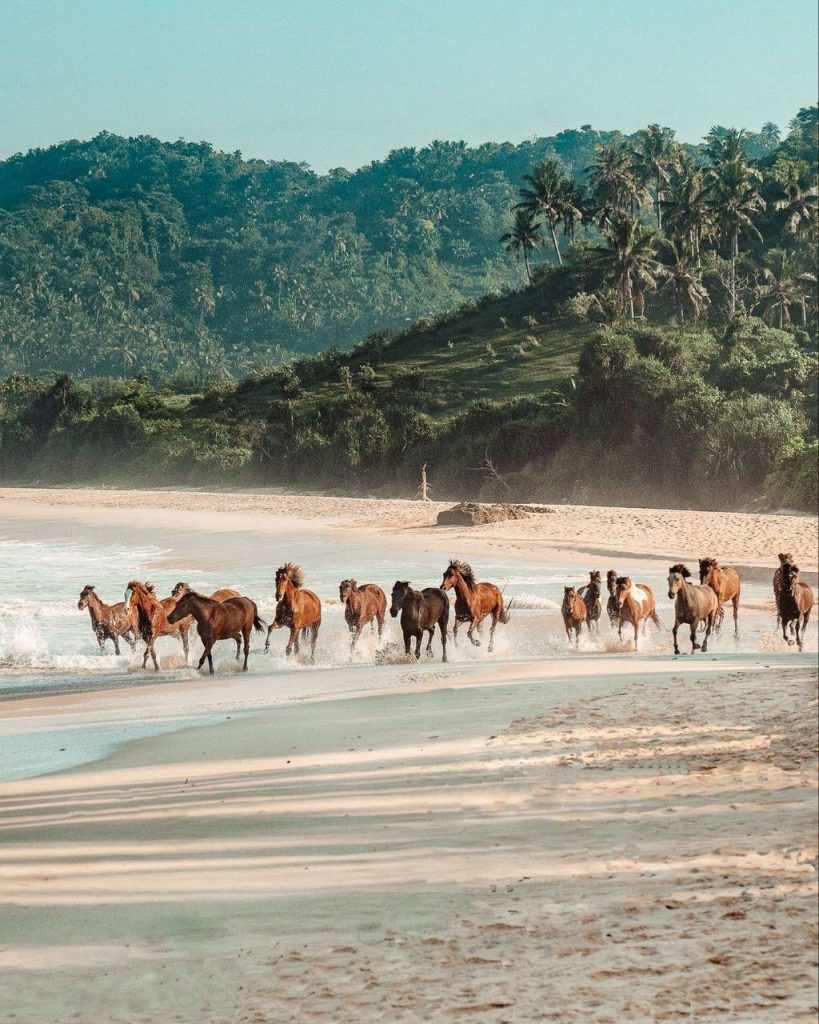 isole australi copertina